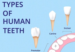 location of teeth types for cost of tooth extractions in Goodlettsville